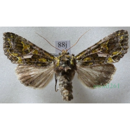Trachea atriplicis (Linnaeus, 1758) male Agatówka łobodnica Czech88j